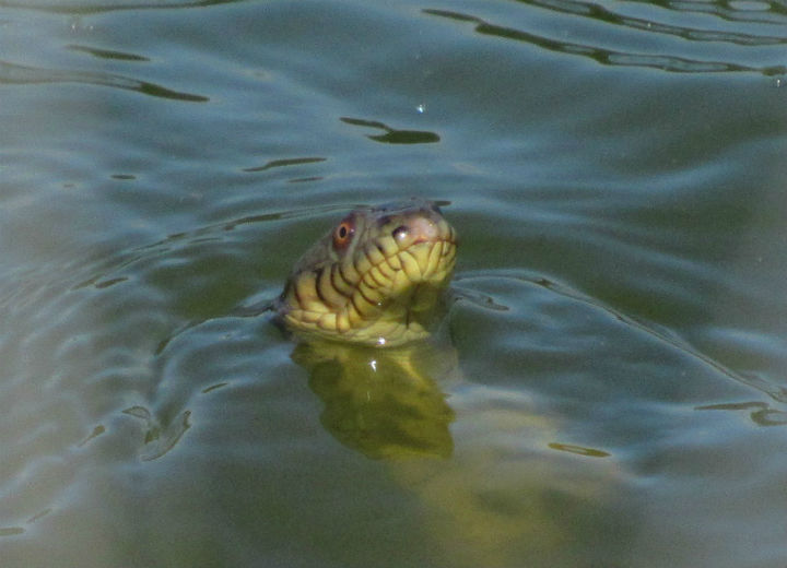 Diamondback Water Snake